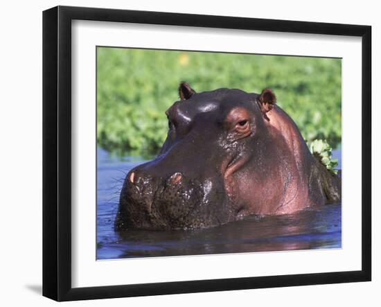 Hippopotamus Head Above Water, Kruger National Park, South Africa-Tony Heald-Framed Photographic Print