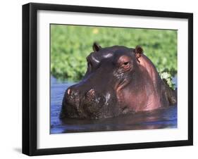 Hippopotamus Head Above Water, Kruger National Park, South Africa-Tony Heald-Framed Photographic Print