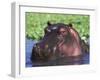 Hippopotamus Head Above Water, Kruger National Park, South Africa-Tony Heald-Framed Photographic Print