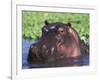 Hippopotamus Head Above Water, Kruger National Park, South Africa-Tony Heald-Framed Photographic Print