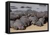 Hippopotamus Herd Resting-Hal Beral-Framed Stretched Canvas