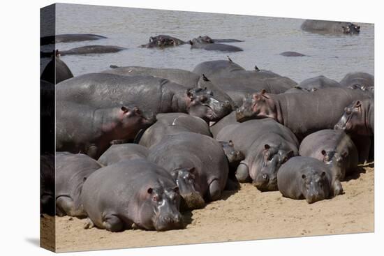 Hippopotamus Herd Resting-Hal Beral-Stretched Canvas