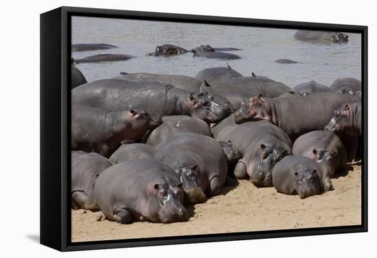 Hippopotamus Herd Resting-Hal Beral-Framed Stretched Canvas