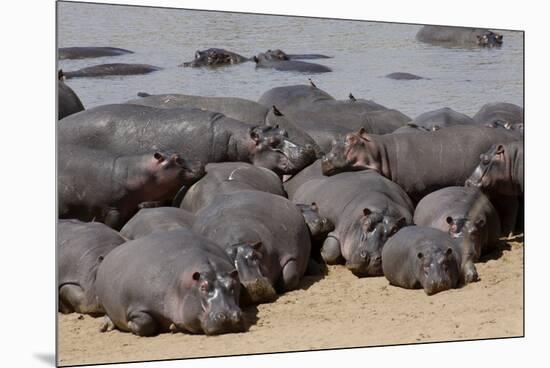 Hippopotamus Herd Resting-Hal Beral-Mounted Premium Photographic Print