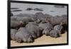 Hippopotamus Herd Resting-Hal Beral-Framed Premium Photographic Print