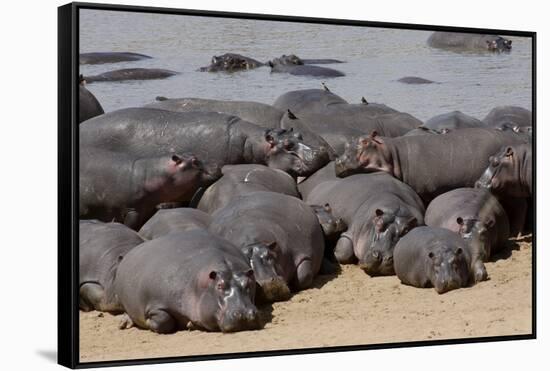 Hippopotamus Herd Resting-Hal Beral-Framed Stretched Canvas