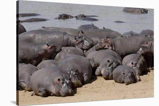 Hippopotamus Herd Resting-Hal Beral-Stretched Canvas