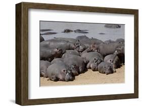 Hippopotamus Herd Resting-Hal Beral-Framed Photographic Print