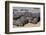 Hippopotamus Herd Resting-Hal Beral-Framed Photographic Print