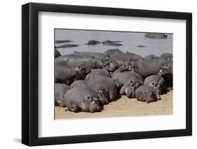 Hippopotamus Herd Resting-Hal Beral-Framed Photographic Print