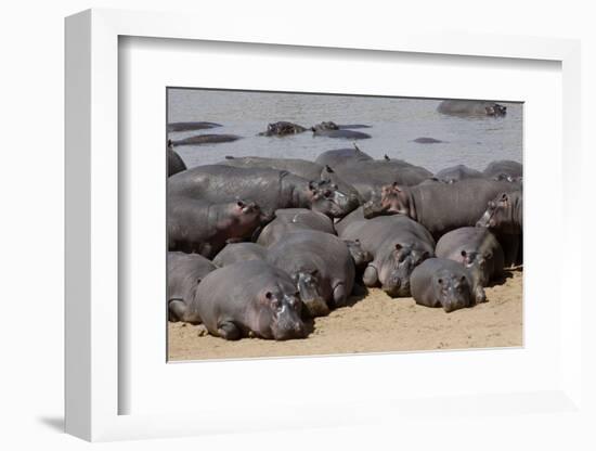 Hippopotamus Herd Resting-Hal Beral-Framed Photographic Print