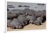 Hippopotamus Herd Resting-Hal Beral-Framed Photographic Print