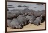 Hippopotamus Herd Resting-Hal Beral-Framed Photographic Print