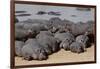 Hippopotamus Herd Resting-Hal Beral-Framed Photographic Print