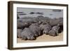 Hippopotamus Herd Resting-Hal Beral-Framed Photographic Print