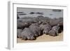 Hippopotamus Herd Resting-Hal Beral-Framed Photographic Print