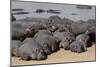 Hippopotamus Herd Resting-Hal Beral-Mounted Photographic Print