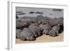 Hippopotamus Herd Resting-Hal Beral-Framed Photographic Print