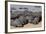 Hippopotamus Herd Resting-Hal Beral-Framed Photographic Print