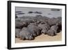 Hippopotamus Herd Resting-Hal Beral-Framed Photographic Print