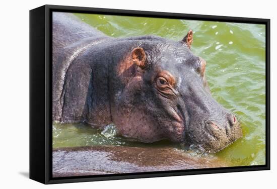 Hippopotamus (Hippopotamus Amphibious) Bathing in the Water-Michael-Framed Stretched Canvas