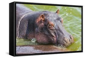 Hippopotamus (Hippopotamus Amphibious) Bathing in the Water-Michael-Framed Stretched Canvas