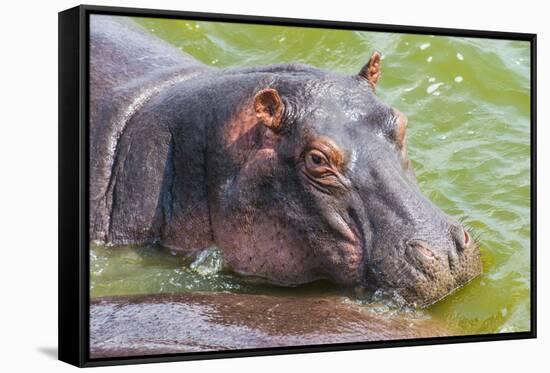 Hippopotamus (Hippopotamus Amphibious) Bathing in the Water-Michael-Framed Stretched Canvas