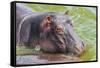 Hippopotamus (Hippopotamus Amphibious) Bathing in the Water-Michael-Framed Stretched Canvas