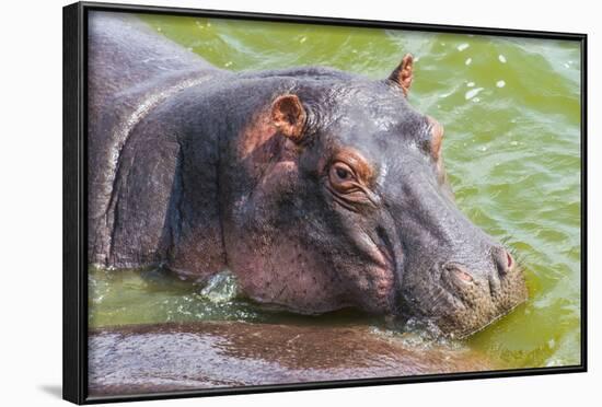 Hippopotamus (Hippopotamus Amphibious) Bathing in the Water-Michael-Framed Photographic Print