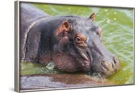 Hippopotamus (Hippopotamus Amphibious) Bathing in the Water-Michael-Framed Photographic Print