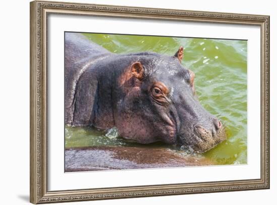 Hippopotamus (Hippopotamus Amphibious) Bathing in the Water-Michael-Framed Photographic Print