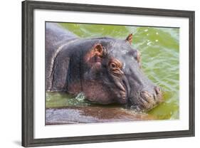 Hippopotamus (Hippopotamus Amphibious) Bathing in the Water-Michael-Framed Photographic Print