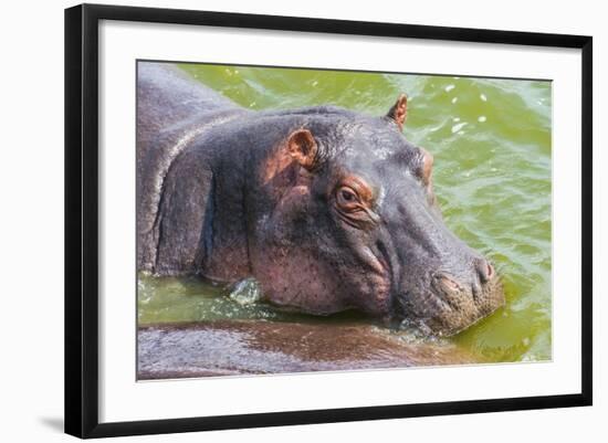 Hippopotamus (Hippopotamus Amphibious) Bathing in the Water-Michael-Framed Photographic Print