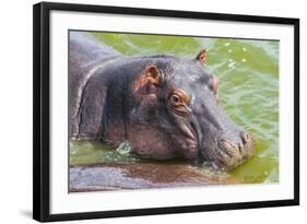 Hippopotamus (Hippopotamus Amphibious) Bathing in the Water-Michael-Framed Photographic Print