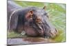 Hippopotamus (Hippopotamus Amphibious) Bathing in the Water-Michael-Mounted Photographic Print
