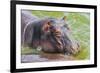 Hippopotamus (Hippopotamus Amphibious) Bathing in the Water-Michael-Framed Photographic Print