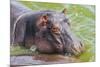 Hippopotamus (Hippopotamus Amphibious) Bathing in the Water-Michael-Mounted Photographic Print