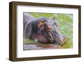 Hippopotamus (Hippopotamus Amphibious) Bathing in the Water-Michael-Framed Photographic Print