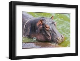 Hippopotamus (Hippopotamus Amphibious) Bathing in the Water-Michael-Framed Photographic Print