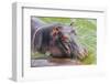 Hippopotamus (Hippopotamus Amphibious) Bathing in the Water-Michael-Framed Photographic Print