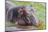 Hippopotamus (Hippopotamus Amphibious) Bathing in the Water-Michael-Mounted Photographic Print