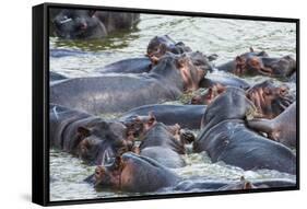 Hippopotamus (Hippopotamus Amphibious) Group Bathing in the Water-Michael-Framed Stretched Canvas
