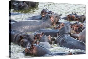 Hippopotamus (Hippopotamus Amphibious) Group Bathing in the Water-Michael-Stretched Canvas