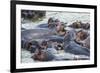 Hippopotamus (Hippopotamus Amphibious) Group Bathing in the Water-Michael-Framed Photographic Print