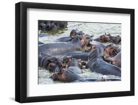 Hippopotamus (Hippopotamus Amphibious) Group Bathing in the Water-Michael-Framed Photographic Print