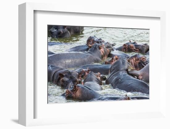 Hippopotamus (Hippopotamus Amphibious) Group Bathing in the Water-Michael-Framed Photographic Print