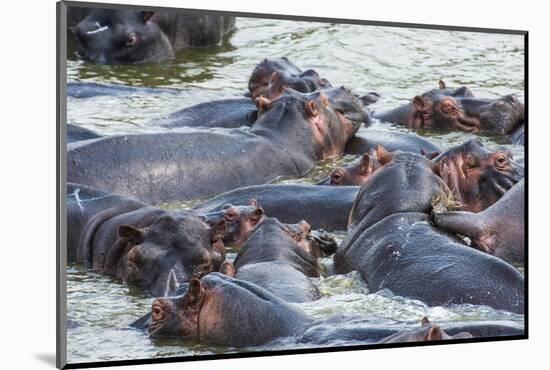 Hippopotamus (Hippopotamus Amphibious) Group Bathing in the Water-Michael-Mounted Photographic Print