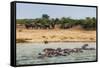 Hippopotamus (Hippopotamus Amphibious) Group Bathing with a Group of Elephants Standing in the Back-Michael Runkel-Framed Stretched Canvas