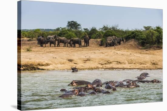 Hippopotamus (Hippopotamus Amphibious) Group Bathing with a Group of Elephants Standing in the Back-Michael Runkel-Stretched Canvas
