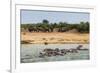 Hippopotamus (Hippopotamus Amphibious) Group Bathing with a Group of Elephants Standing in the Back-Michael Runkel-Framed Photographic Print